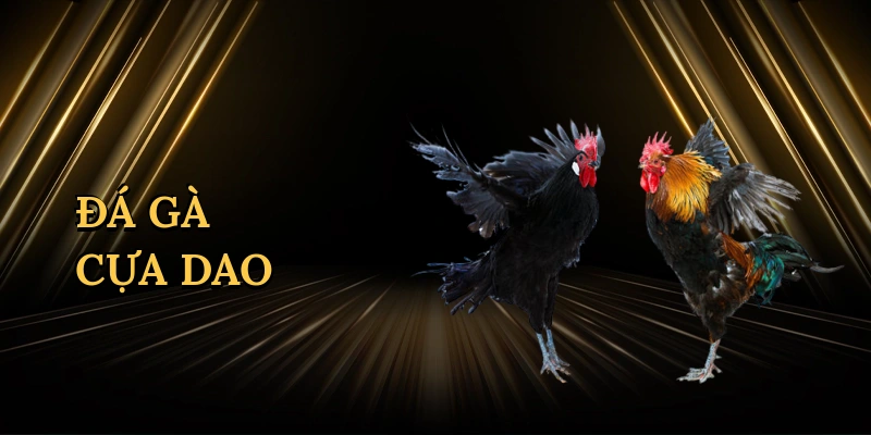 Đá gà cựa dao