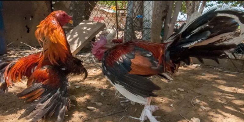 Lý do nên tham dự