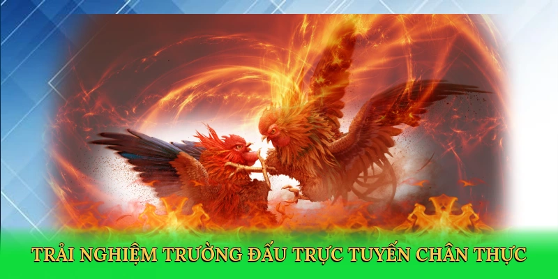 Trải nghiệm trường đấu trực tuyến chân thực