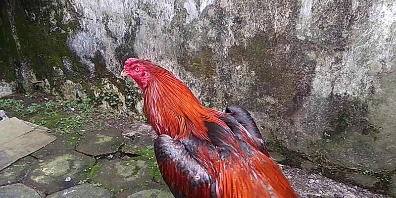 tỷ lệ đá gà 69vn