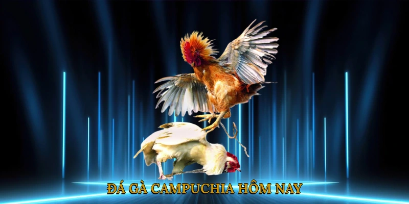 Đá gà Campuchia hôm nay