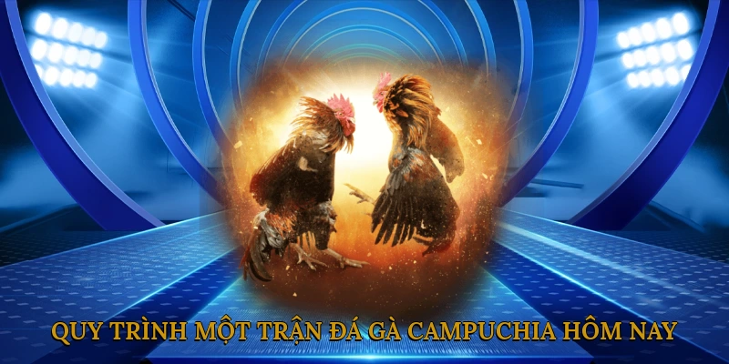 Quy trình tổ chức một trận đá gà Campuchia hôm nay