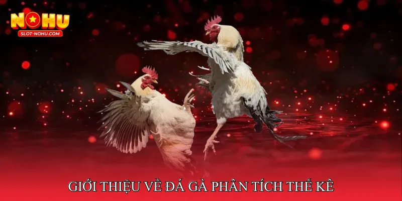 Giới Thiệu Về Đá Gà Phân Tích Thế Kê