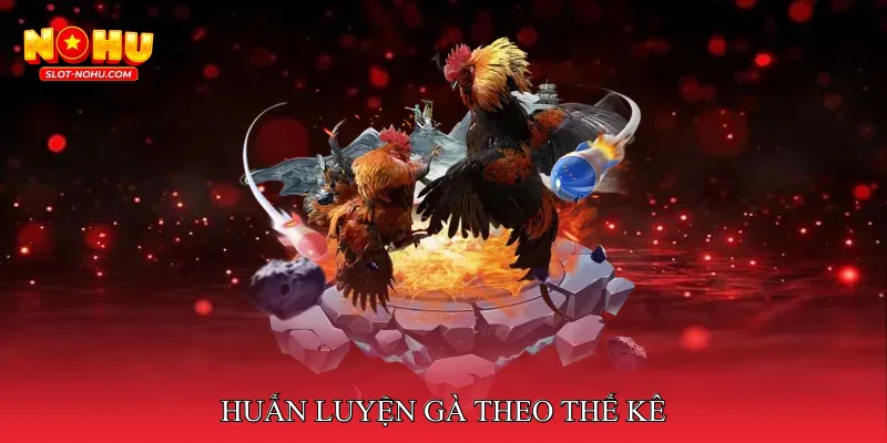 Huấn Luyện Gà Theo Thế Kê