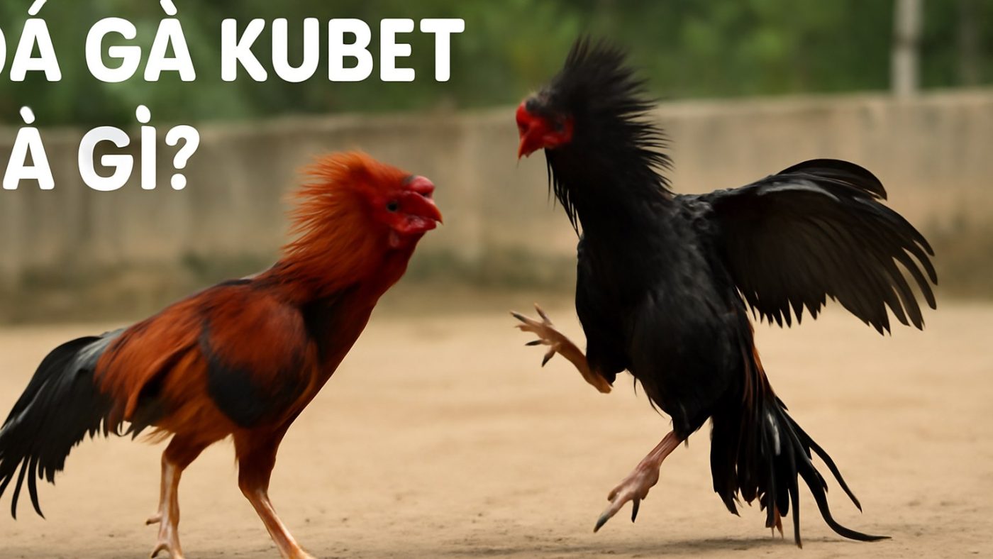 Minh họa: Đá Gà Kubet Là Gì?